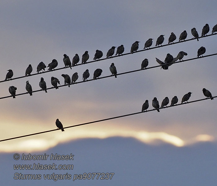 Sturnus vulgaris