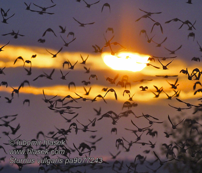 Sturnus vulgaris