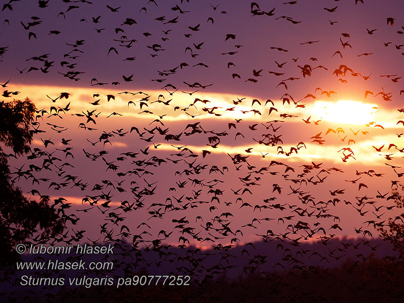 Sturnus vulgaris