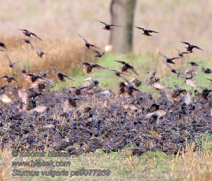 Sturnus vulgaris