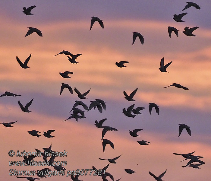 Sturnus vulgaris