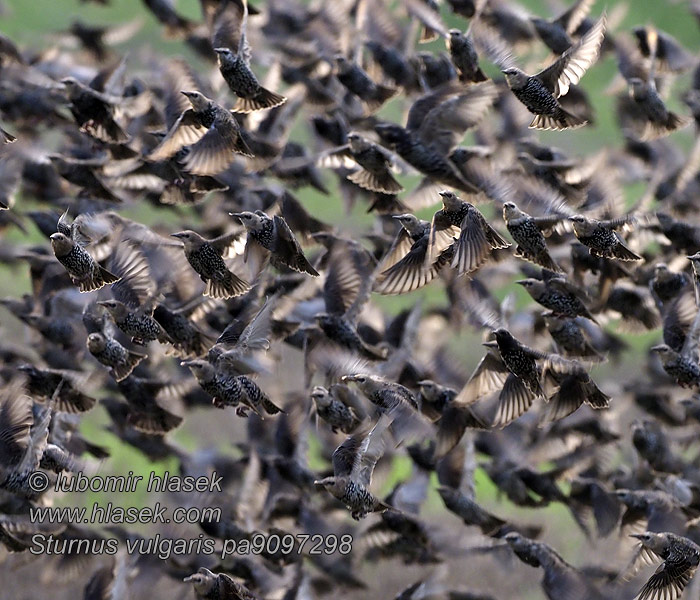 Sturnus vulgaris