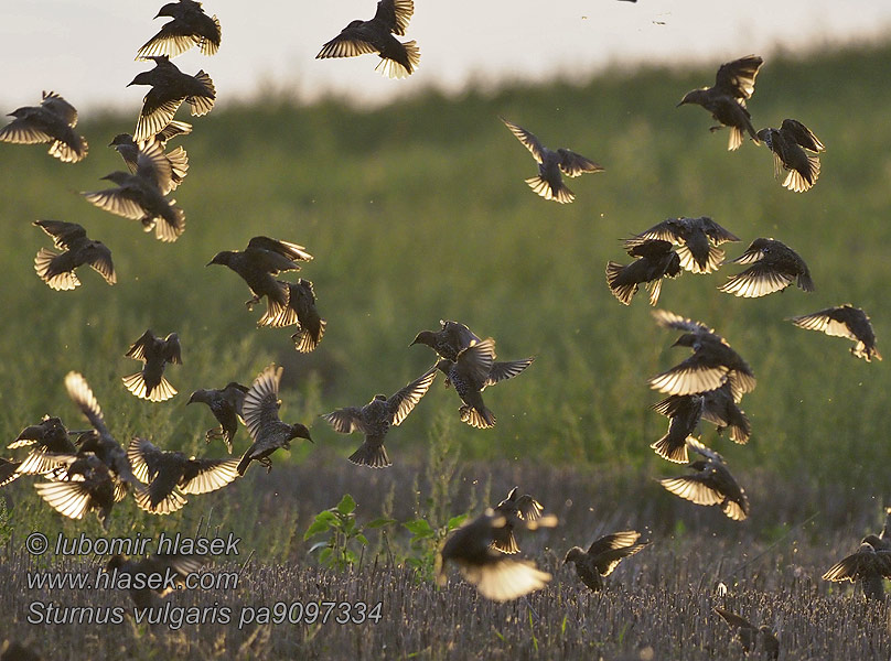 Sturnus vulgaris