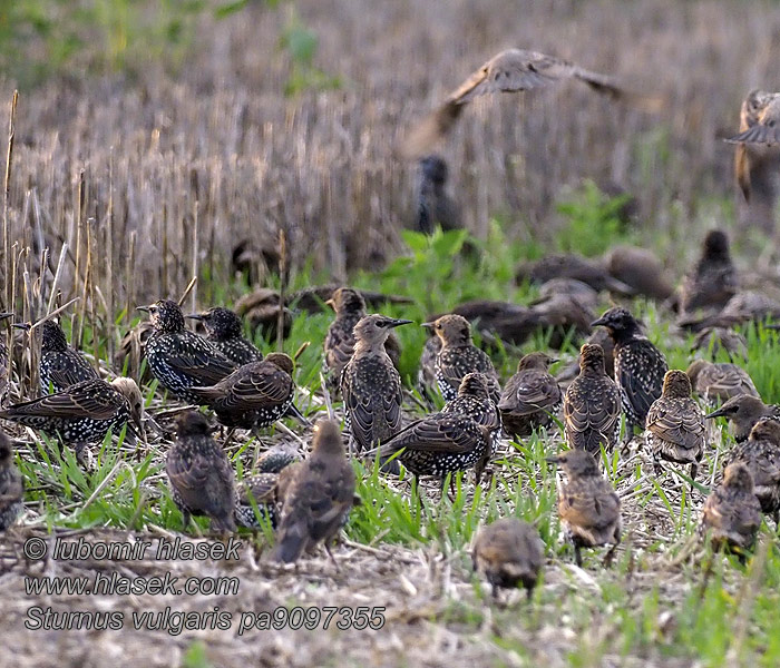 Sturnus vulgaris