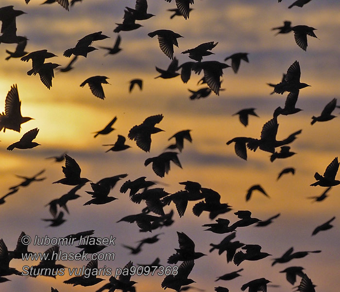 Sturnus vulgaris