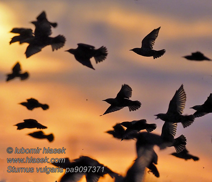 Sturnus vulgaris