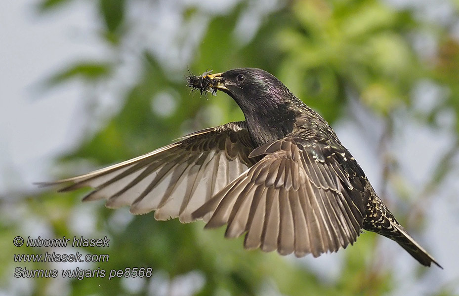 Sturnus vulgaris