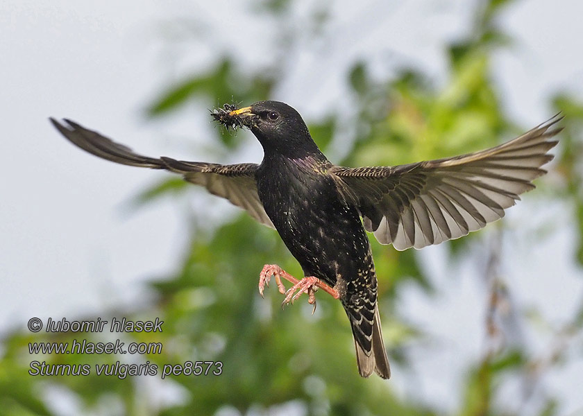 Sturnus vulgaris