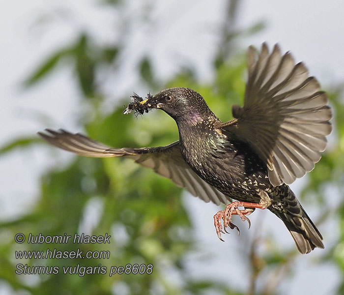 Sturnus vulgaris