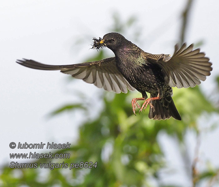 Sturnus vulgaris