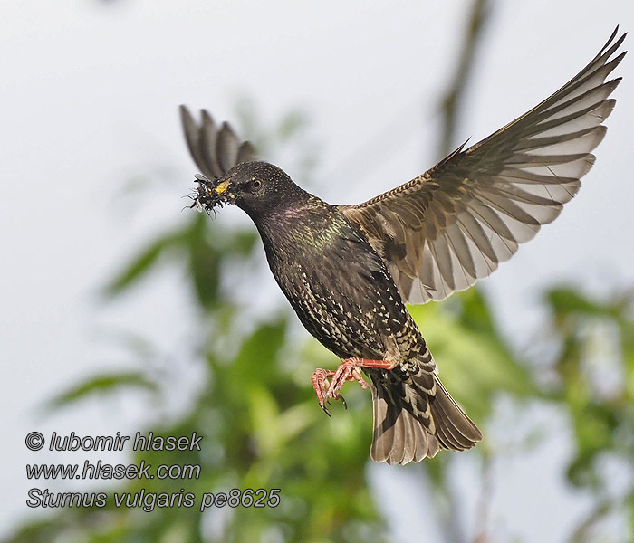 Sturnus vulgaris