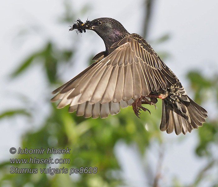 Sturnus vulgaris