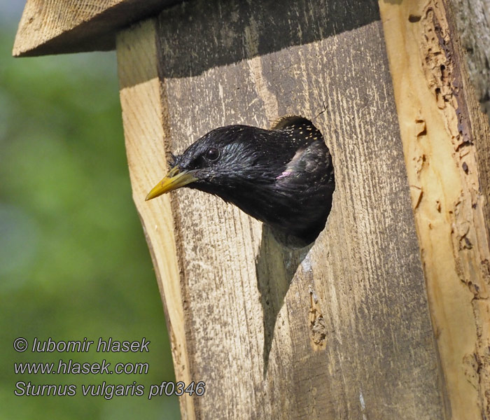 זרזיר Sturnus vulgaris