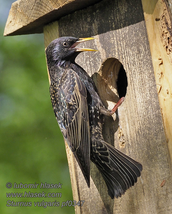 Sığırcık Sturnus vulgaris