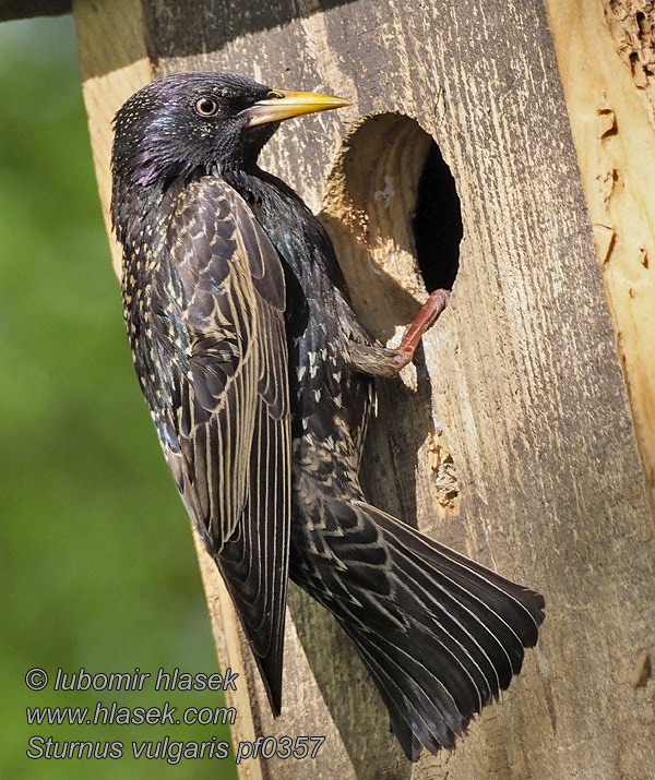 Europese Spreeu Sturnus vulgaris