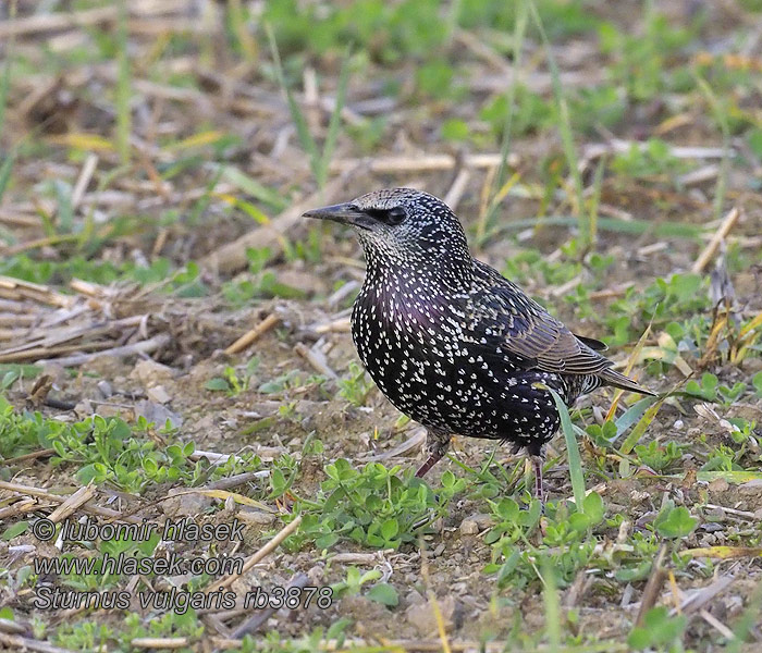 Шпак Sturnus vulgaris