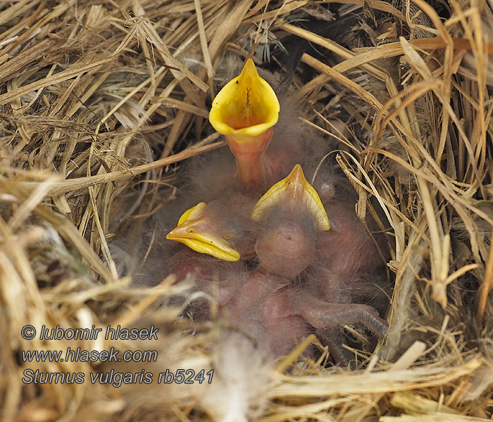 ホシムクドリ الزرزور 흰점찌르레기 Sturnus vulgaris