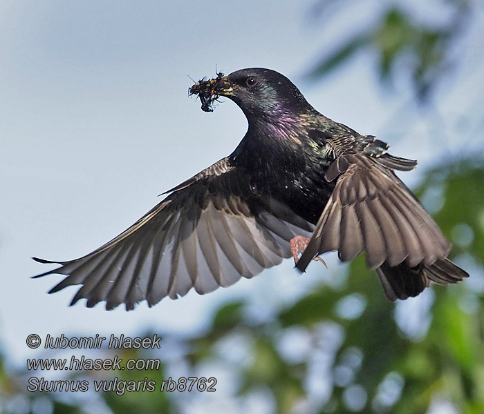 Обыкновенный скворец Sturnus vulgaris