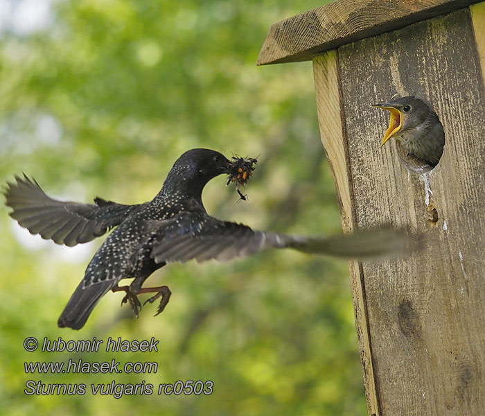 Estornino pinto Sturnus vulgaris