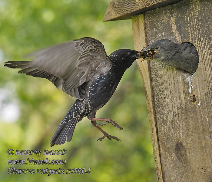 Špaček obecný Sturnus vulgaris