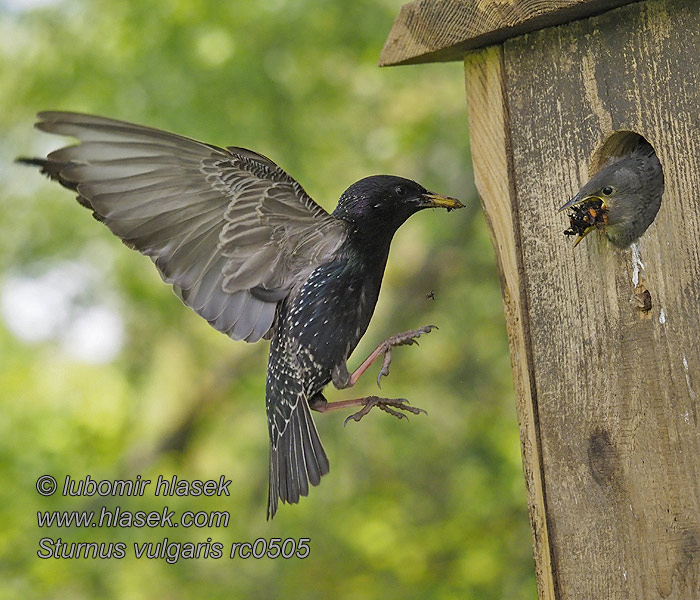 Škorec lesklý obyčajný Sturnus vulgaris