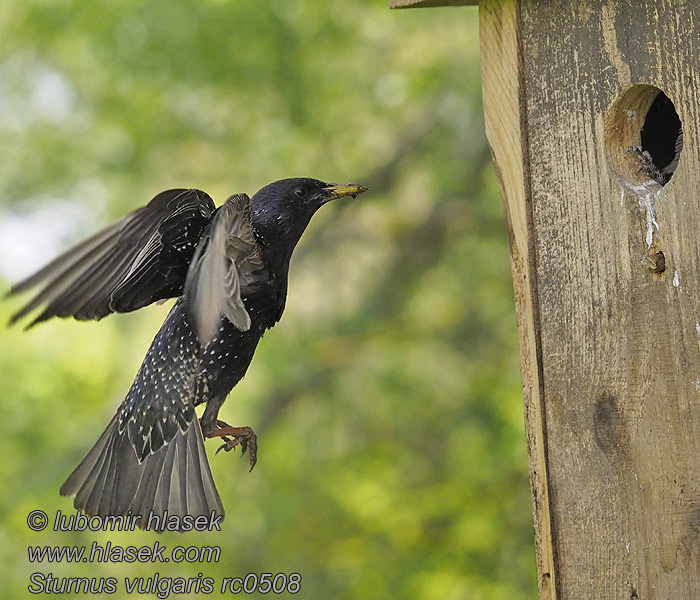 Spreeuw Storno Seregély Star Szpak Sturnus vulgaris