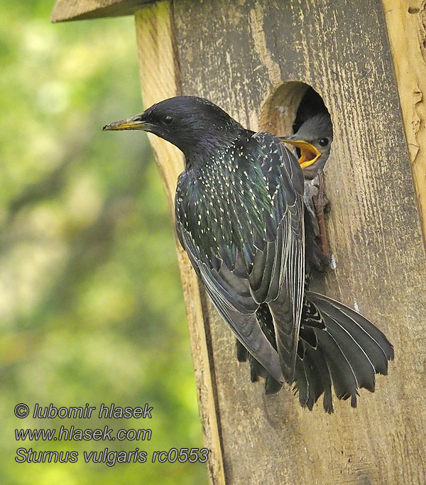 Kottarainen Etourneau sansonnet Sturnus vulgaris