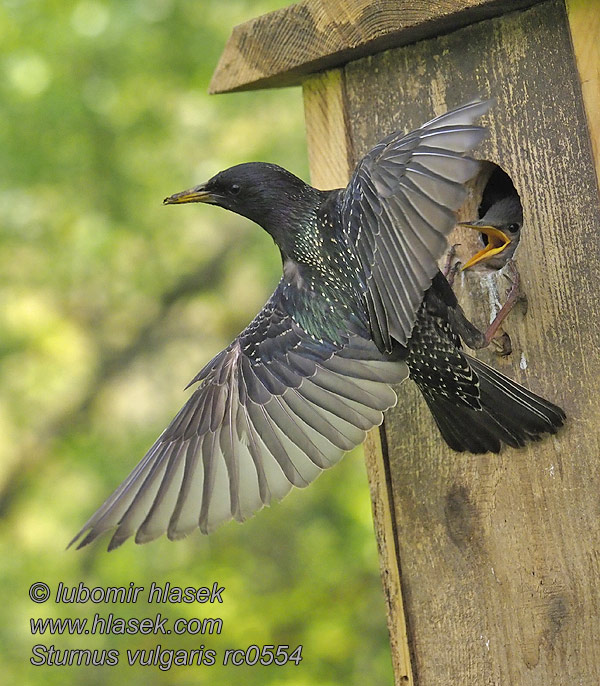 European Starling Stær Sturnus vulgaris