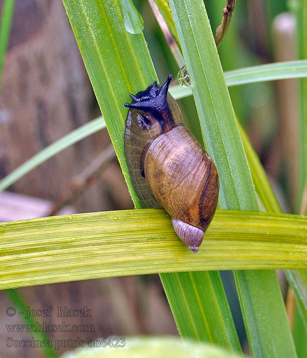 Succinea putris