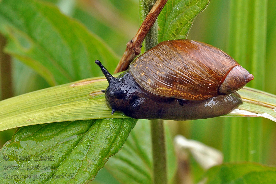 Succinea putris Jantarka obecná