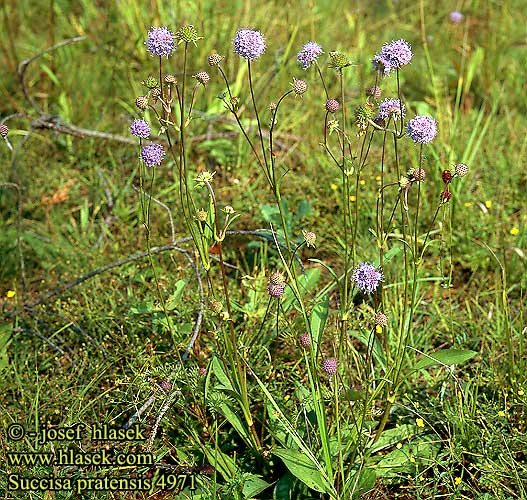 Succisa pratensis Gewöhnlicher Teufelsabbiss Djævelsbid Blauwe knoop