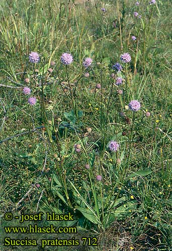 Ängsvädd Scabious Devilsbit Devil’s-bit Čertkus luční Escabiosa mórdida