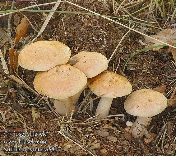 Suillus bovinus Bovine Bolete Cow Grovporet rørhat Nummitatti Bolet des bouviers Koeieboleet Bovinus Bovino Tehéntinóru Tehén fenyőtinóru Kuhröhrling Maślak sitarz Masliak kravský Klouzek kravský Örsopp Boletus Ixocomus Seig kusopp 粘盖牛肝菌 アミタケ Козляк решетник Козленок Prožna lupljivka Öküz mantarı Kaypak Mantar