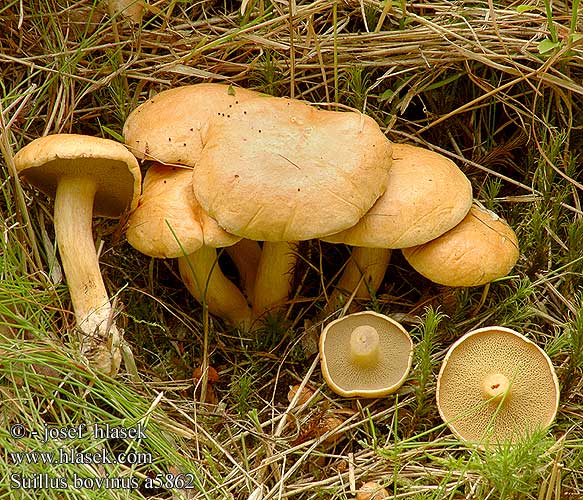 Bolet bouviers Koeieboleet Bovinus Bovino Tehéntinóru Tehén fenyőtinóru Kuhröhrling Maślak sitarz Masliak kravský Klouzek kravský Örsopp Boletus Ixocomus Seig kusopp 粘盖牛肝菌 アミタケ Козляк решетник Козленок Prožna lupljivka Öküz mantarı Kaypak Mantar Suillus bovinus Bovine Bolete Cow Grovporet rørhat Nummitatti