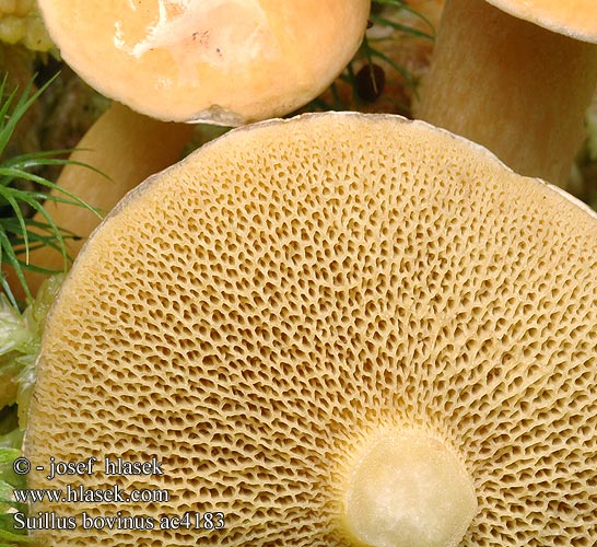 Suillus bovinus ac4183