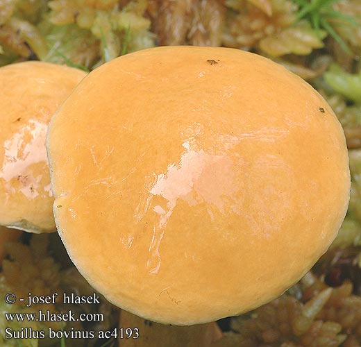 Suillus bovinus ac4193