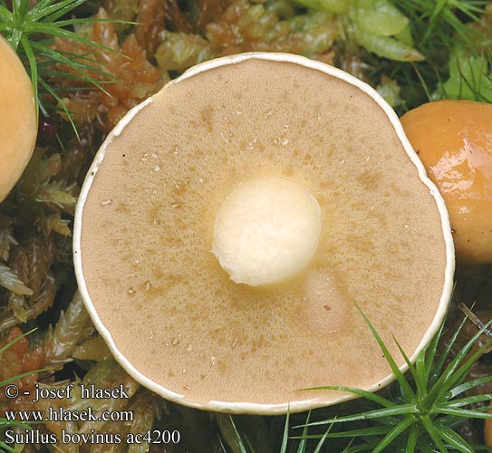 Suillus bovinus ac4200