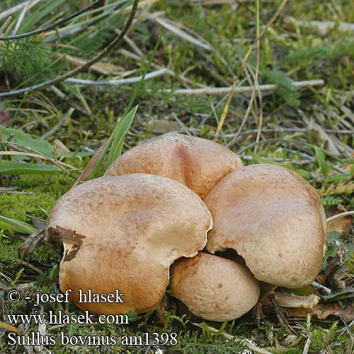 Bovinus Bovino Tehéntinóru Tehén fenyőtinóru Kuhröhrling Maślak sitarz Masliak kravský Klouzek kravský Örsopp Boletus Ixocomus Seig kusopp 粘盖牛肝菌 アミタケ Козляк решетник Козленок Prožna lupljivka Öküz mantarı Kaypak Mantar Suillus bovinus Bovine Bolete Cow Grovporet rørhat Nummitatti Bolet bouviers Koeieboleet