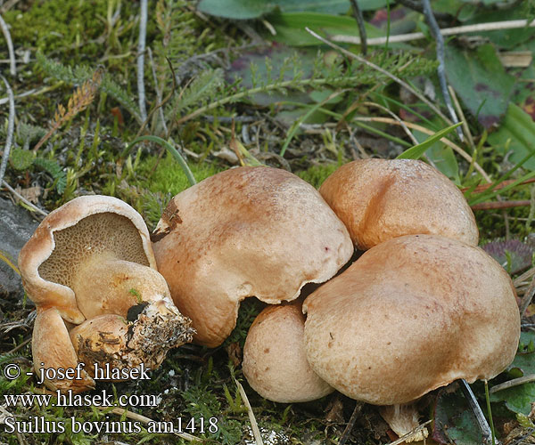 Kuhröhrling Maślak sitarz Masliak kravský Klouzek kravský Örsopp Boletus Ixocomus Seig kusopp 粘盖牛肝菌 アミタケ Козляк решетник Козленок Prožna lupljivka Öküz mantarı Kaypak Mantar Suillus bovinus Bovine Bolete Cow Grovporet rørhat Nummitatti Bolet bouviers Koeieboleet Bovinus Bovino Tehéntinóru Tehén fenyőtinóru