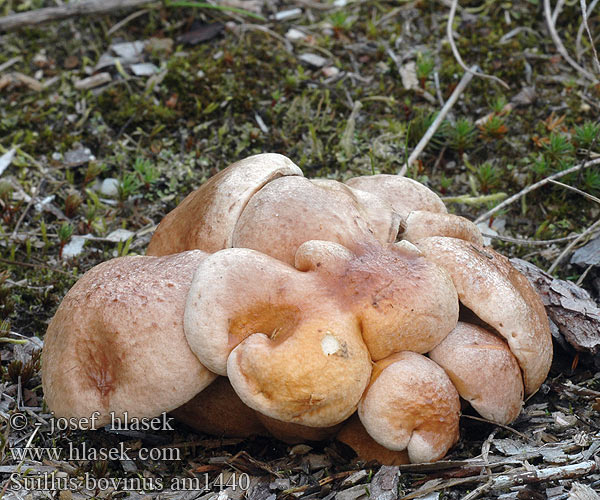 Klouzek kravský Örsopp Boletus Ixocomus Seig kusopp 粘盖牛肝菌 アミタケ Козляк решетник Козленок Prožna lupljivka Öküz mantarı Kaypak Mantar Suillus bovinus Bovine Bolete Cow Grovporet rørhat Nummitatti Bolet bouviers Koeieboleet Bovinus Bovino Tehéntinóru Tehén fenyőtinóru Kuhröhrling Maślak sitarz Masliak kravský