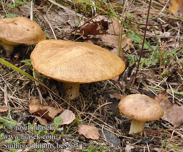 Suillus collinitus Boletus fluryi Klouzek žíhaný 褐粘盖牛肝菌 Rosafodet rørhat Bolet base rose Valse melkboleet Ringloser Butterpilz Zrakasti boričar sluzavi Rózsástönkű tinórú Maślak rdzawobrązowy Маслёнок неокольцованный Masliak kopcový Brezobročna lupljivka Ringlös smörsopp