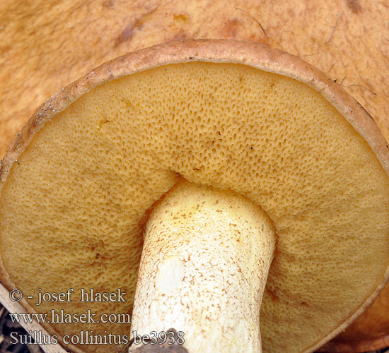 Suillus collinitus be3938