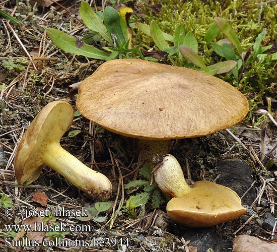 Masliak kopcový Brezobročna lupljivka Ringlös smörsopp Suillus collinitus Boletus fluryi Klouzek žíhaný 褐粘盖牛肝菌 Rosafodet rørhat Bolet base rose Valse melkboleet Ringloser Butterpilz Zrakasti boričar sluzavi Rózsástönkű tinórú Maślak rdzawobrązowy Маслёнок неокольцованный