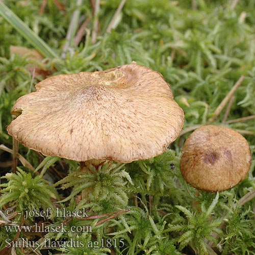 Suillus flavidus Boletopsis umbonatus Klouzek žlutavý