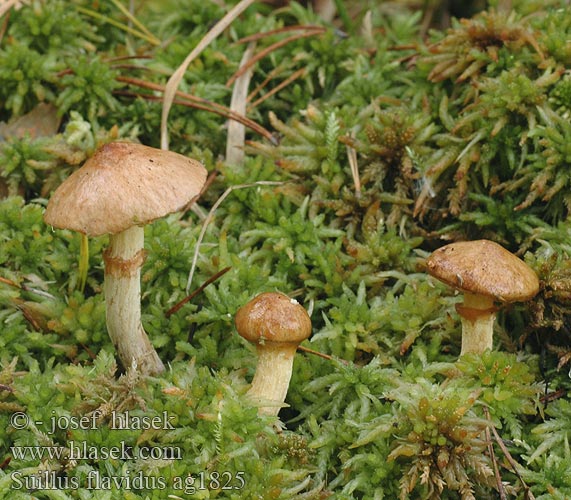 Suillus flavidus ag1825