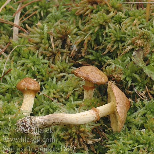 Suillus flavidus ag1829