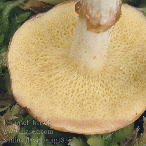 Rumena lupljivka Suillus flavidus Boletopsis umbonatus