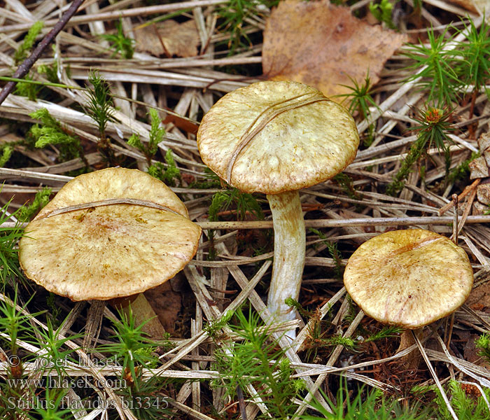 Suillus flavidus bi3345