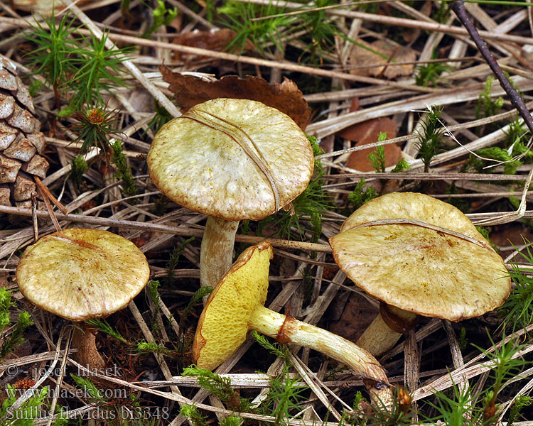 Suillus flavidus bi3348