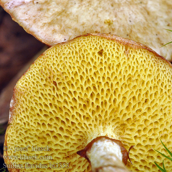 Suillus flavidus bi3353